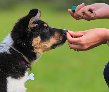 éducation canine - comportementaliste canin à domicile en corse