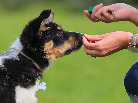 éducation canine - comportementaliste canin à domicile en corse