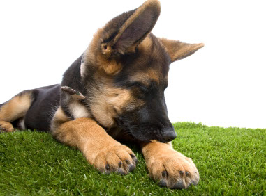 éducation canine - comportementaliste canin à domicile en corse