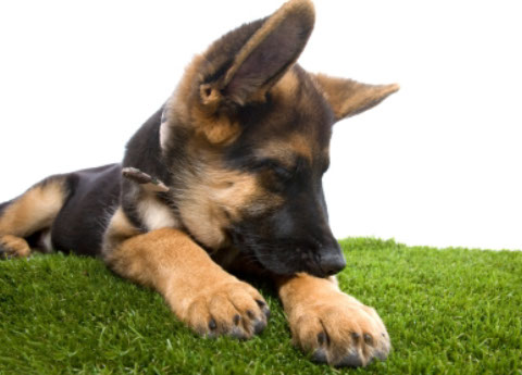 éducation canine - comportementaliste canin à domicile en corse