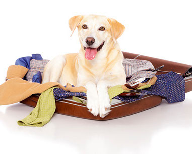 éducation canine - comportementaliste canin à domicile en corse