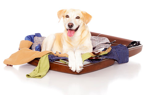 éducation canine - comportementaliste canin à domicile en corse