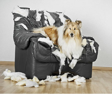 éducation canine - comportementaliste canin à domicile en corse