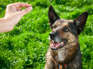 éducation canine - comportementaliste canin à domicile en corse