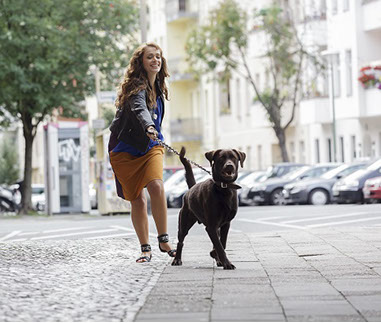 éducation canine - comportementaliste canin à domicile en corse