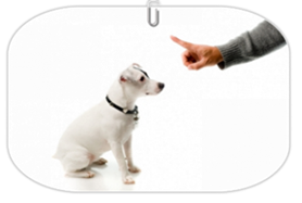 éducation canine - comportementaliste canin à domicile en corse