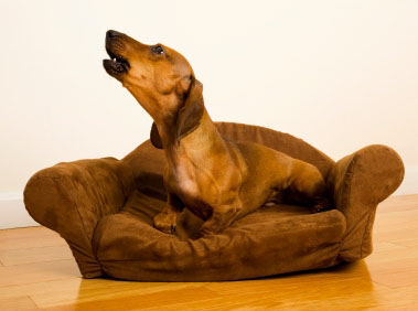 éducation canine - comportementaliste canin à domicile en corse