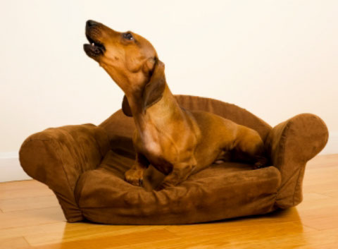 éducation canine - comportementaliste canin à domicile en corse