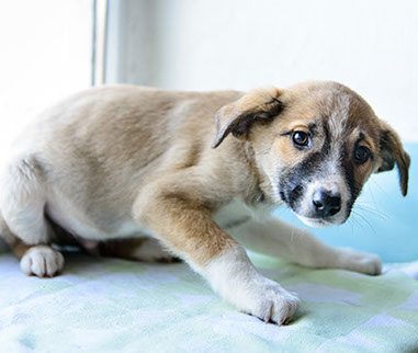 éducation canine - comportementaliste canin à domicile en corse