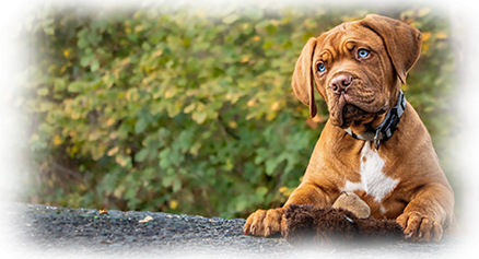 éducation canine - comportementaliste canin à domicile en corse