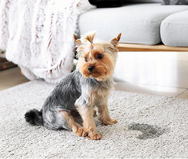 éducation canine - comportementaliste canin à domicile en corse