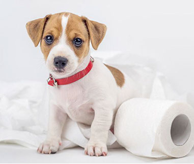 éducation canine - comportementaliste canin à domicile en corse